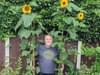 Our green-fingered colleagues marvel at this year's sunflower growing competition