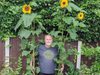 Our green-fingered colleagues marvel at this year's sunflower growing competition