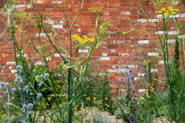 A detailed shot of the retained historic wall at the University of Reading's nature park surrounded by growing plants.