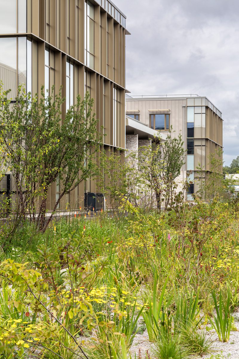 Biodiverse planting in the communal outdoor spaces surrounding the Woodmill and St Columba's RC High School.