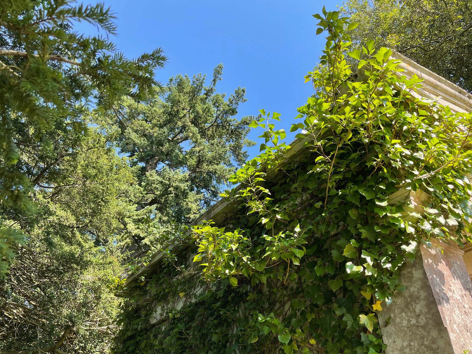 Greenery is in abunance at the park 3000px